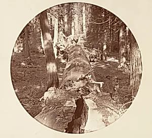 [Yosemite National Park, California] by Carleton E. Watkins