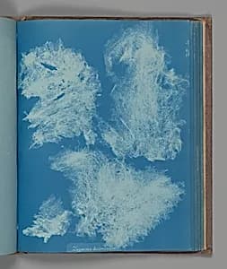 Zygnema deciminum by Anna Atkins