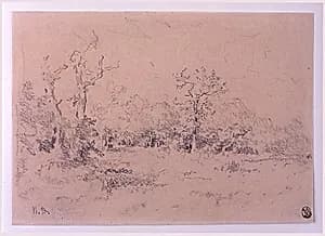 Forest Clearing