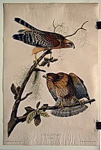 Portrait of John James Audubon
