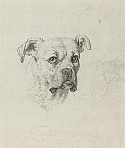 A Boxer