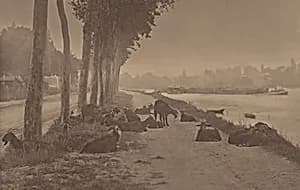 A Decorative Panel by Alfred Stieglitz