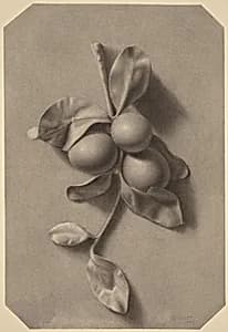 A Sprig of Plums by William Michael Harnett