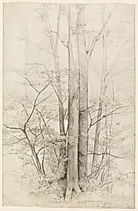 A Stand of Trees