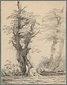 A Stand of Trees
