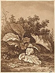 A Study of Leaves by Anton Balzer (formerly Christian August Günther)
