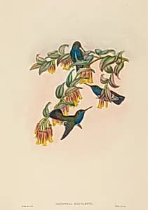 Agyrtria bartletti (Bartlett's Emerald)