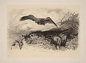 Aigle au vol by Karl Bodmer
