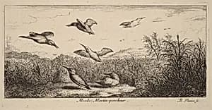 Alcedo, The Kingfisher by Albert Flamen