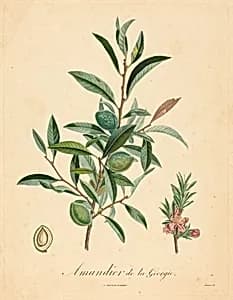 Amandier de la Georgie by after A. Poiteau