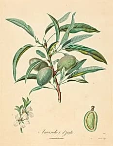 Amandier d'Italie by after A. Poiteau