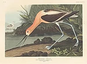 American Avocet by Robert Havell after John James Audubon