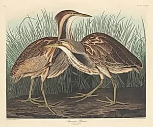 American Bittern by Robert Havell after John James Audubon