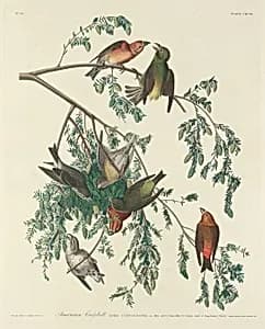 American Crossbill by Robert Havell after John James Audubon