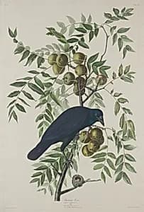 American Crow by Robert Havell after John James Audubon