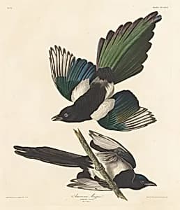 American Magpie by Robert Havell after John James Audubon