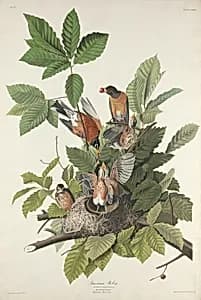 American Robin by Robert Havell after John James Audubon