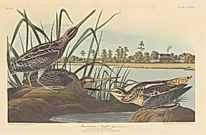 American Snipe by Robert Havell after John James Audubon
