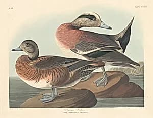 American Widgeon by Robert Havell after John James Audubon