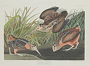 American Woodcock by Robert Havell after John James Audubon