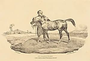 An Arabian Horse by Théodore Gericault