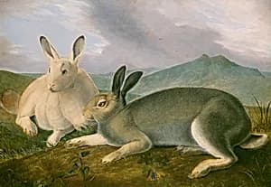Arctic Hare