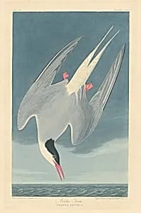 Arctic Tern by Robert Havell after John James Audubon