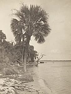 At Rockledge, Florida by Alfred Stieglitz