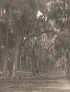 At Rockledge, Florida by Alfred Stieglitz