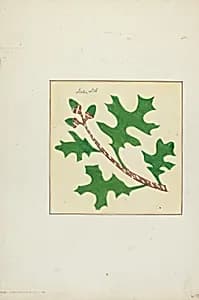 Autograph Quilt by Cornelius Christoffels and Margaret Linsley
