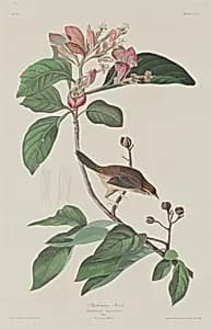 Bachmans Finch by Robert Havell after John James Audubon