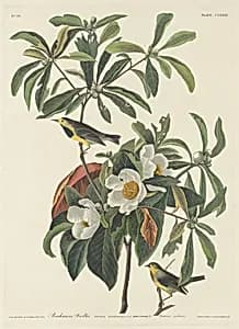 Bachman's Warbler by Robert Havell after John James Audubon