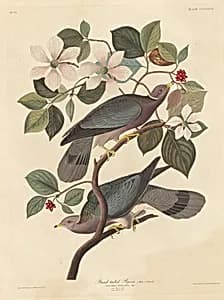 Band-tailed Pigeon by Robert Havell after John James Audubon