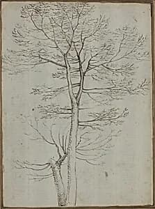 Bare Tree [verso] by Fra Bartolommeo