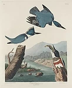 Belted Kingsfisher by Robert Havell after John James Audubon