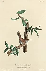 Bewick's Long-tailed Wren by Robert Havell after John James Audubon