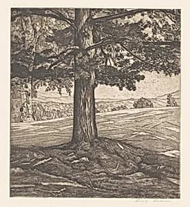 Beyond the Pine