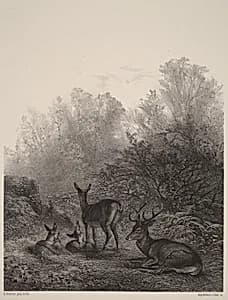 Biches au repos by Karl Bodmer