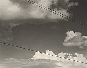 Bird by Alfred Stieglitz