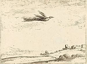 Bird of Paradise by Jacques Callot
