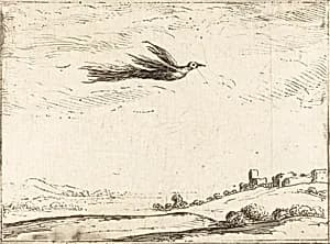 Bird of Paradise by Jacques Callot