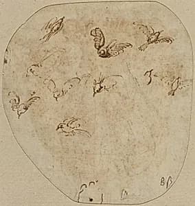 Birds in Flight [verso] by Attributed to Girolamo Mazzola Bedoli