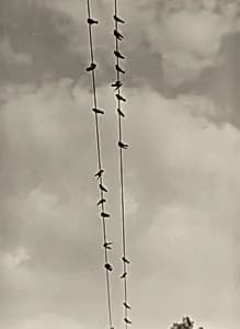 Birds by Alfred Stieglitz