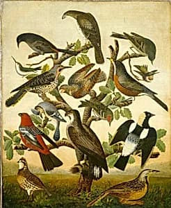 Birds by American 19th Century