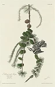 Black and White Creeper by Robert Havell after John James Audubon
