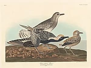 Black-bellied Plover by Robert Havell after John James Audubon