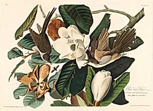 Black-billed Cuckoo by Robert Havell after John James Audubon