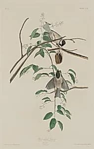 Black-capped Titmouse by Robert Havell after John James Audubon