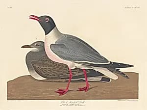 Black-headed Gull by Robert Havell after John James Audubon