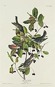 Black-Poll Warbler by Robert Havell after John James Audubon